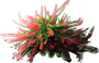 Crowberry 'Bernstein'